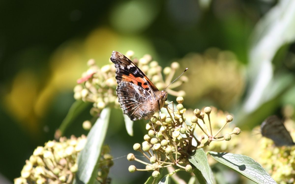 Sustainable Christmas Gifting: Give Back to Nature This Festive Season